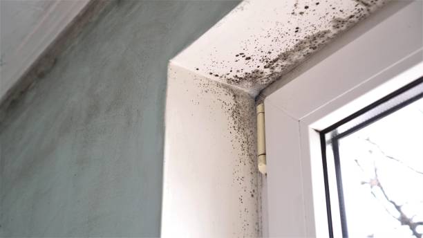 Best Crawl Space Mold Removal  in Paonia, CO