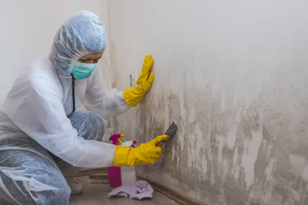 Best Attic Mold Removal  in Paonia, CO