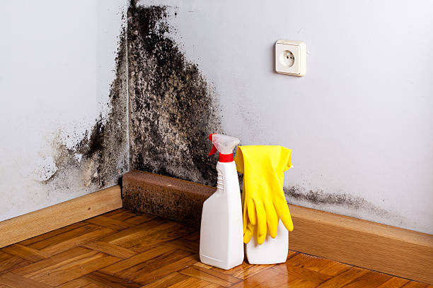 Best Professional Mold Removal  in Paonia, CO