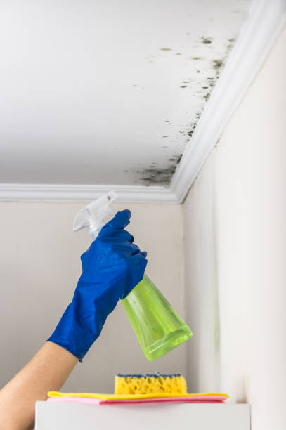 Best Black Mold Removal  in Paonia, CO