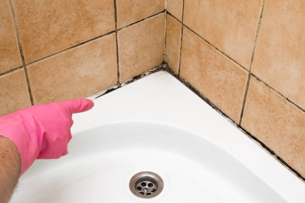 Best Office Mold Removal Services  in Paonia, CO